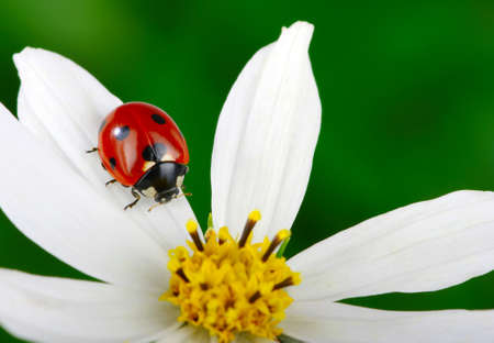 Ladybug and flower on a green の写真素材