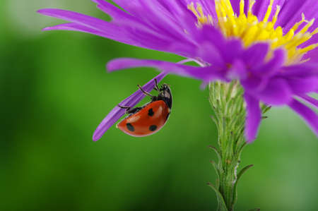 Ladybug and flower on a green background