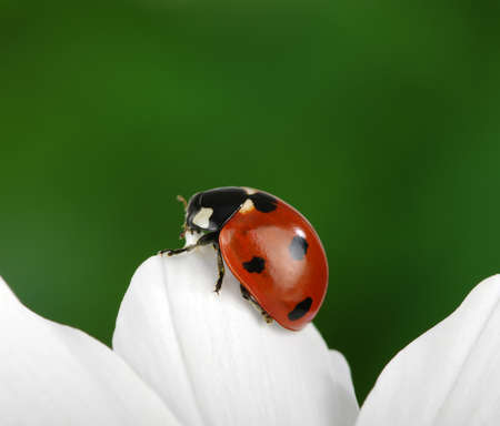 Ladybug and flower on a green backgroundの写真素材