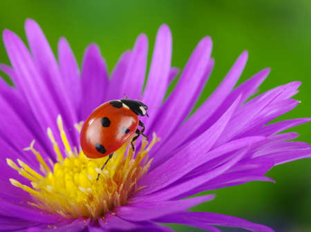 Ladybug and flower on a green backgroundの写真素材