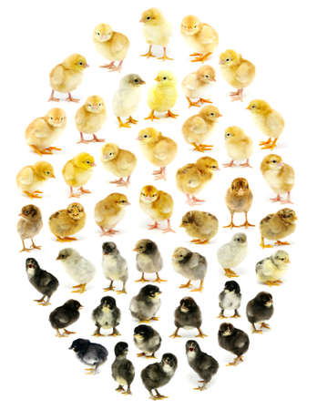 Chickens form the egg on whiteの写真素材