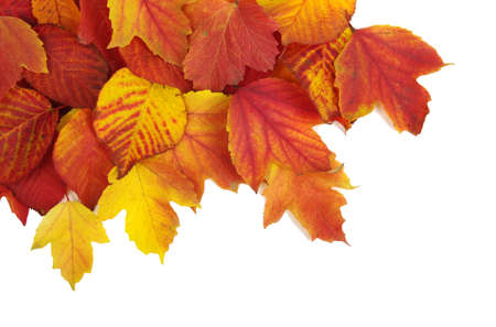  autumn leaves isolated on white background