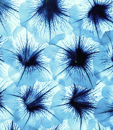 Abstract petals of a flower