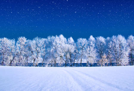 Frosted trees against a blue sky