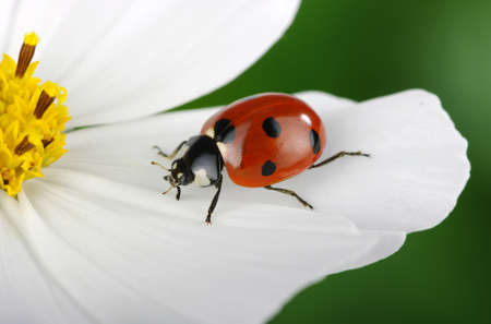 The ladybug sits on a flower petal