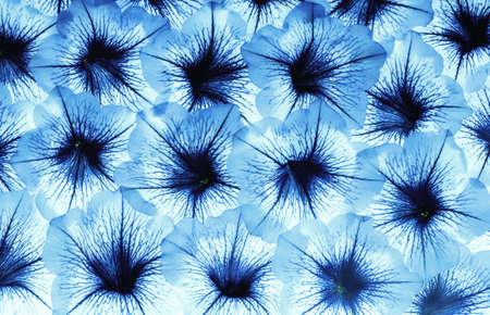 Abstract petals of a flowerの写真素材