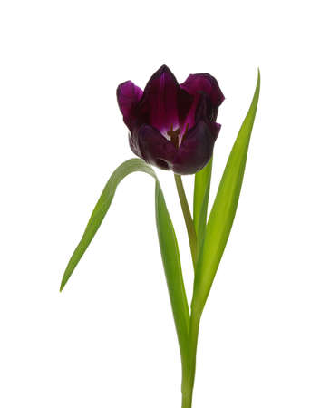 Studio shot of purple tulip isolated on whiteの写真素材