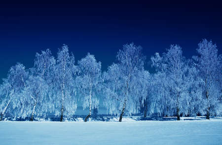 Frosted trees against a blue skyの写真素材