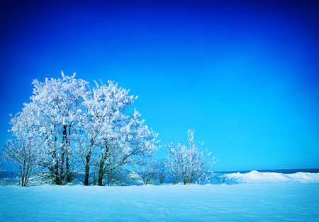 Frosted trees against a blue skyの写真素材