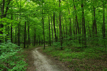 Path in the green forest