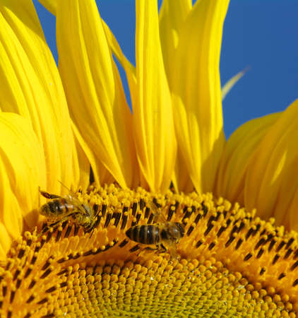 bee collects pollen in the sunflowerの写真素材