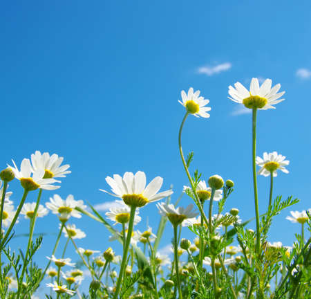 White camomiles on blue sky backgroundの写真素材