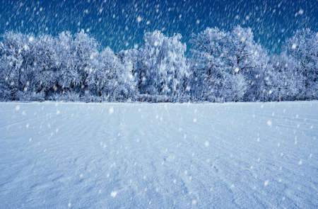 Frosted trees against a blue skyの写真素材