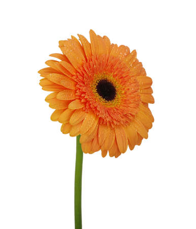 orange flower on a white backgroundの写真素材