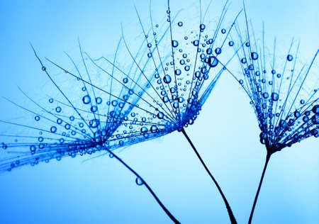 Abstract macro photo of dandelion seeds with water dropsの写真素材