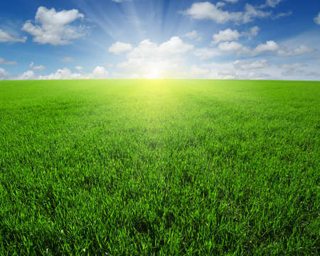 Green field,blue sky and sun.の写真素材