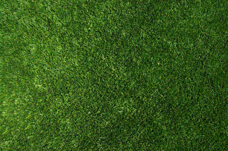 Background of a green grassの写真素材