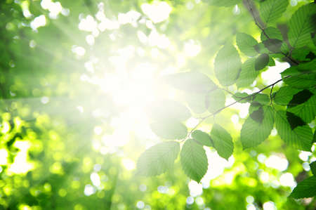 Sun beams and green leavesの写真素材