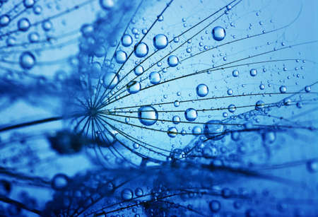dandelion flower with water dropsの写真素材