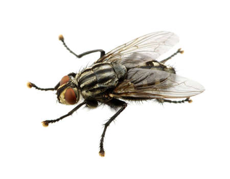 fly isolated on a whiteの写真素材