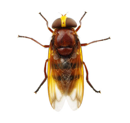 Horsefly isolated on whiteの写真素材