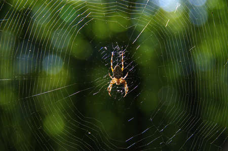 Spider isolated on the white