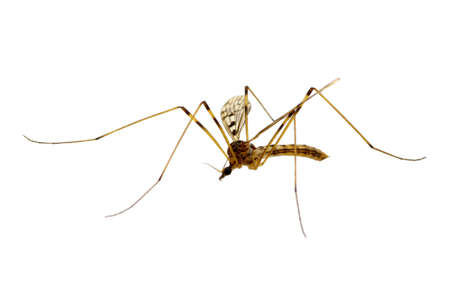 Mosquito isolated on white backgroundの写真素材