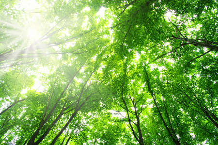 Sun beam in a green forest