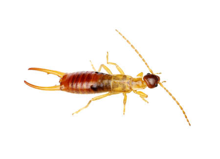 beetle isolated on a white background