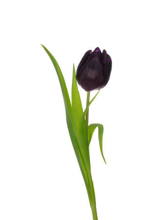 Studio shot of purple tulip isolated on whiteの写真素材