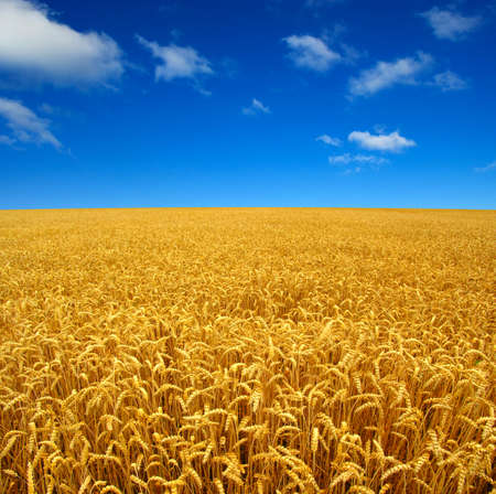 Field of wheat and sun
