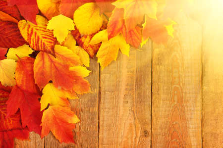 autumn leaves on wooden background