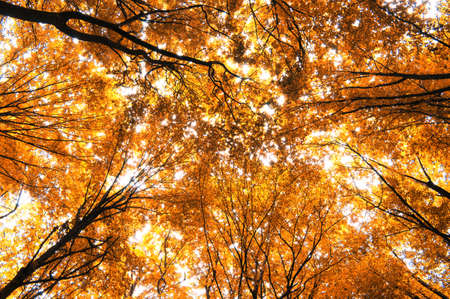 autumn trees in the forestの写真素材
