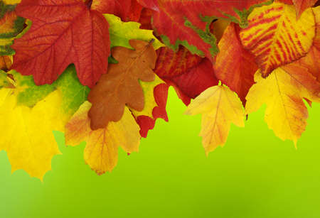 Fall, autumn, leaves background. A tree branch with autumn leaves on a blurred background