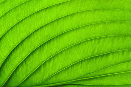 close up of green leaf texture