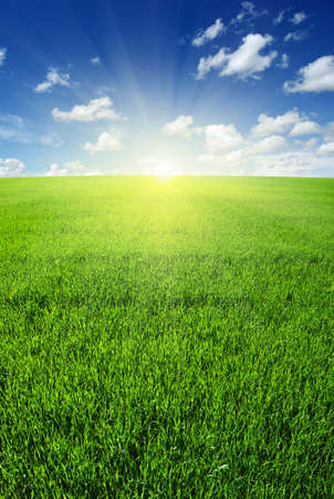 Green field,blue sky and sun.の写真素材