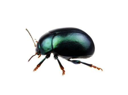 Green beetle isolated on white backgroundの写真素材
