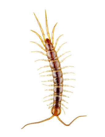 centipede isolated on the white