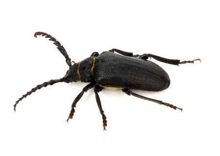 black beetle isolated on whiteの写真素材