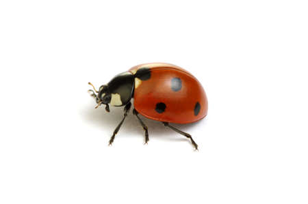 Ladybug isolated on white background