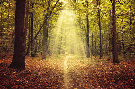autumn trees in the forest