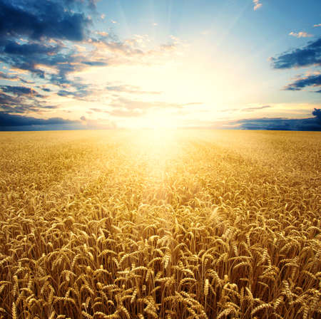 Field of wheat and sunの写真素材