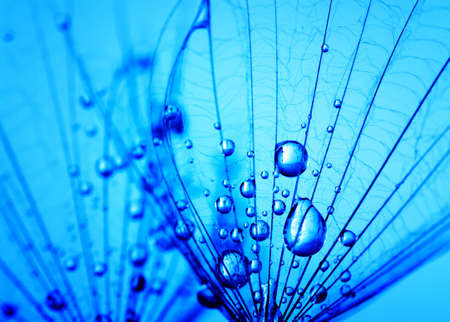 Abstract macro photo of dandelion seeds with water dropsの写真素材