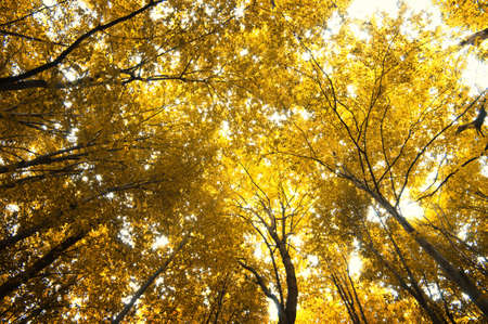 autumn trees in the forestの写真素材