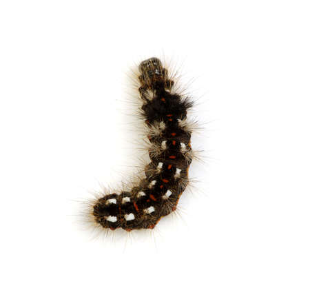 caterpillar isolated on a white backgroundの写真素材