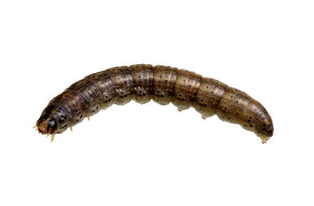 caterpillar isolated on a white background