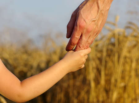 hands of child and father on wheat fieldの写真素材