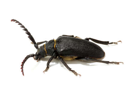 black beetle isolated on whiteの写真素材