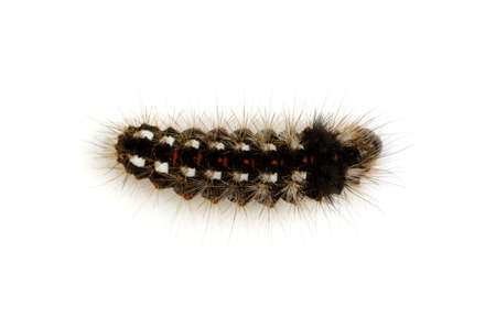 caterpillar isolated on a white backgroundの写真素材