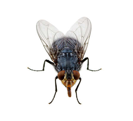 A macro shot of fly on a white background . Live house fly .Insect close-upの写真素材